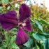 Clematis ősszel: leszállás, transzplantáció, gondozás, metszés és téli felkészülés